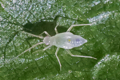 Miridae