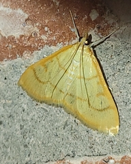 Pyraustinae