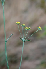 Bupleurum marschallianum