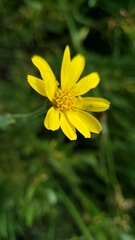 Arnica longifolia