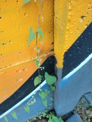 Fallopia