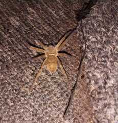 Heteropoda venatoria