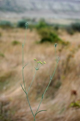 Bupleurum marschallianum