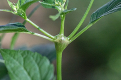 Neolasioptera eupatorii