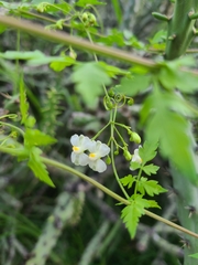 Cardiospermum corindum