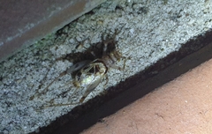 Svistella bifasciata