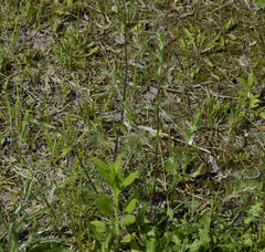 Artemisia campestris