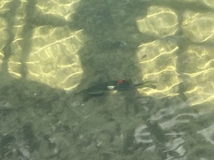 Centropomus undecimalis