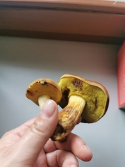 Xerocomus subtomentosus