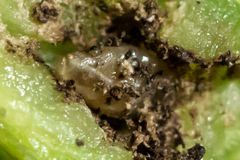 Neolasioptera eupatorii