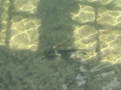 Centropomus undecimalis