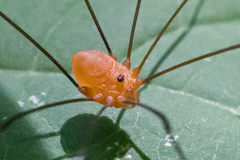 Leiobunum bracchiolum