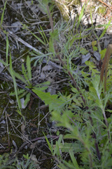 Artemisia campestris