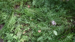 Thelypteris palustris