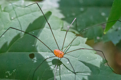 Leiobunum bracchiolum