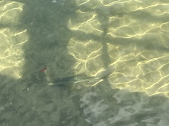 Centropomus undecimalis