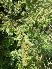 Spiraea alba latifolia