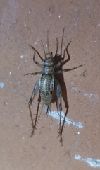 Svistella bifasciata