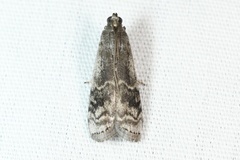 Euzophera semifuneralis