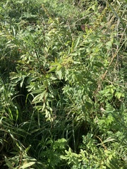 Spiraea alba latifolia