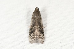 Euzophera semifuneralis