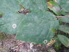 Cameraria hamameliella