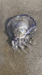 Rhizostoma pulmo