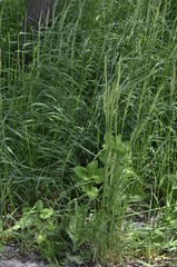 Arrhenatherum elatius