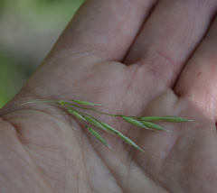 Arrhenatherum elatius