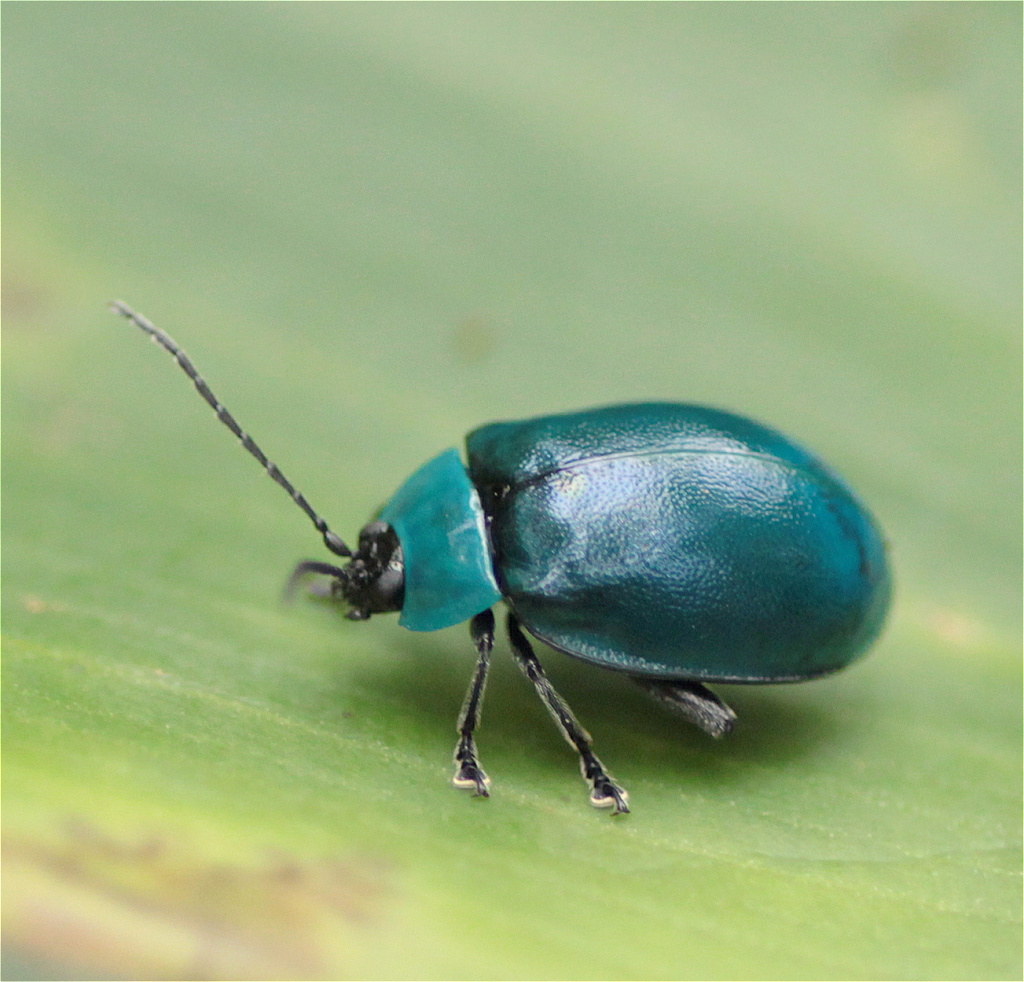 Aspicela nigroviridis