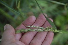 Arrhenatherum elatius