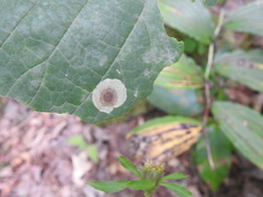 Cameraria hamameliella