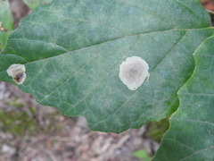 Cameraria hamameliella