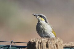 Gavicalis virescens
