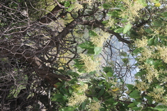Buddleia cordata cordata
