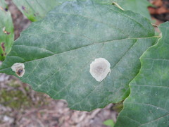 Cameraria hamameliella