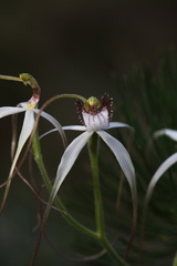 Caladenia longicauda