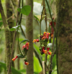 Campanulaceae