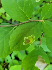 Leucanthiza dircella