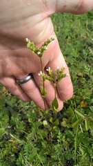 Mitreola