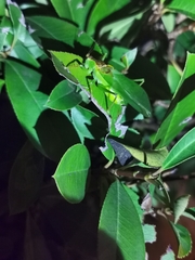 Hexacentrus japonicus