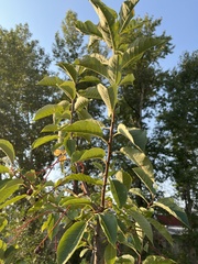 Prunus cerasus