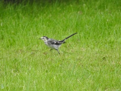 Motacilla alba yarrellii