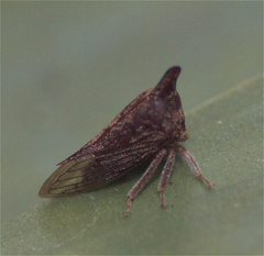 Aconophorini