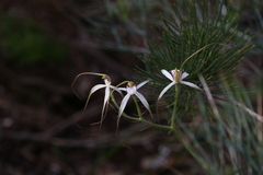 Caladenia longicauda