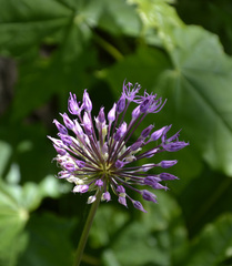 Allium