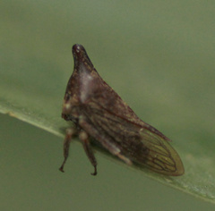 Aconophorini
