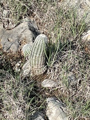 Echinocereus reichenbachii caespitosus