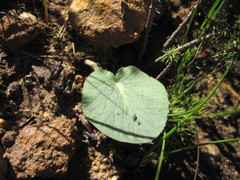 Pelargonium asarifolium