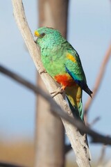 Psephotus varius